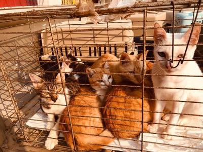 Limpio: Allanamiento derivó en rescate de animales que eran tenidos en condiciones insalubres » Ñanduti