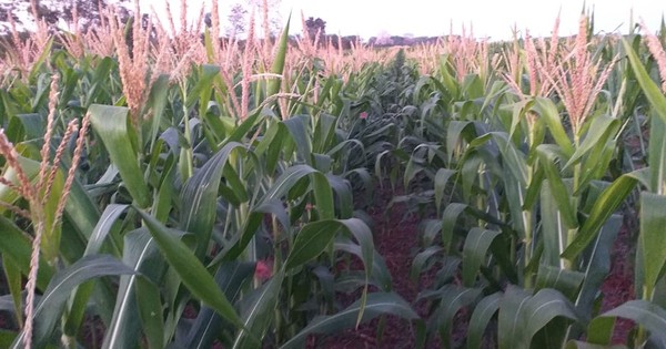Cosecha de maíz arroja buenos rindes en varias zonas productivas