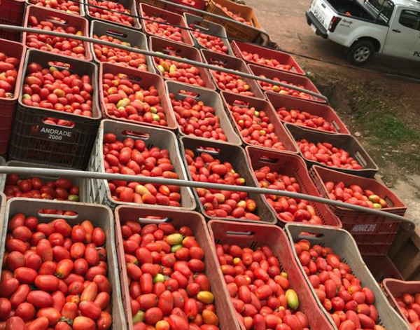 Horqueta: Incautan 500 cajas de tomate de supuesto contrabando