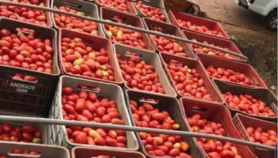 Incautan 500 cajas de presunto Contrabando de tomates e imputan a detenidos