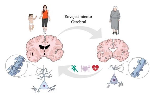 ¿Se puede evitar que el cerebro envejezca? | Noticias Paraguay