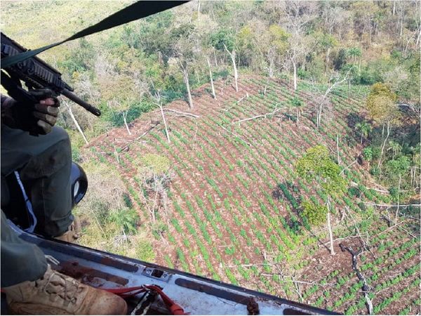 Destruyen más de 59 toneladas de marihuana en PJC