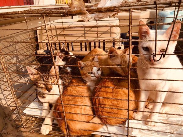 Rescatan animales que eran tenidos en condiciones insalubres en Limpio - ADN Paraguayo