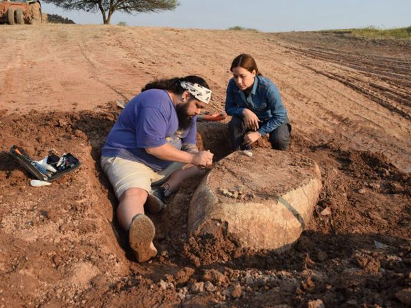 ¿Qué hay detrás del tatu gigante del Chaco?