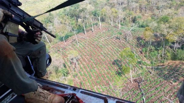 Senad destruye más de 59 toneladas de marihuana en Pedro Juan Caballero