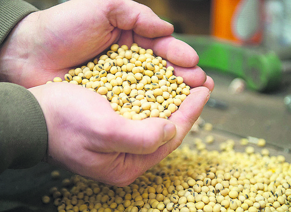 Amplia oferta no supera a la demanda y precios de la soja tienen reacción positiva
