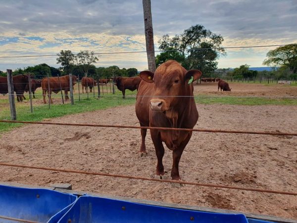 La adaptación del Angus con el Senepol “sería el animal ideal para el clima de Paraguay”