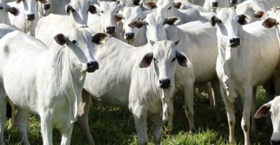 Los frigoríficos Minerva y Concepción concentran el 62% de la compra de ganado