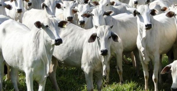 Los frigoríficos Minerva y Concepción concentran el 62% de la compra de ganado