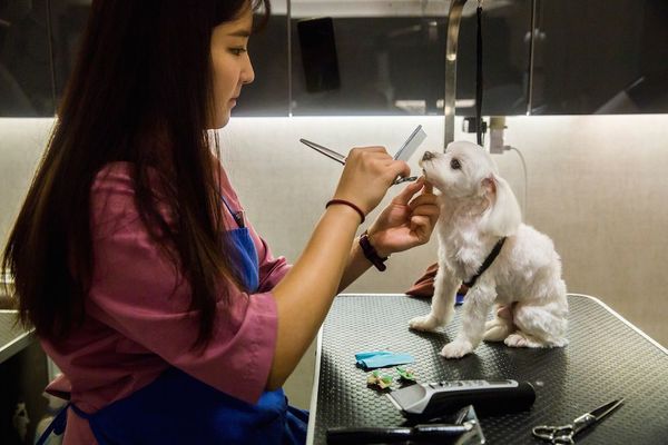 Claves para impulsar la transformación en el sector de las mascotas