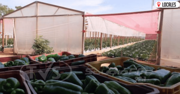 “En el campo se produce la comida diaria”, resalta mujer emprendedora de Itapúa