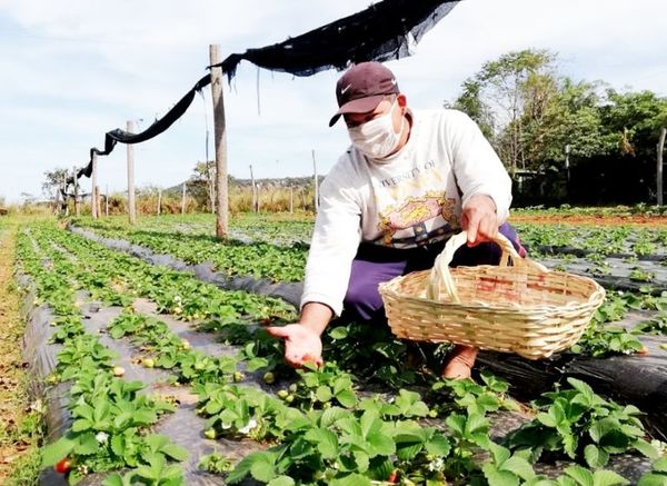 Advierten a agricultores sobre ingreso de frío polar - Nacionales - ABC Color
