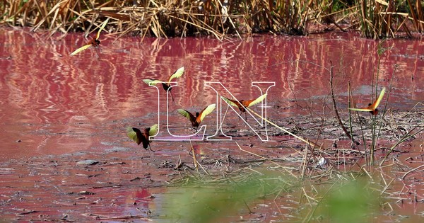 Disponen medidas para la recuperación de la laguna Cerro de Limpio
