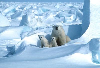 Trump da luz verde a perforaciones petroleras en santuario natural protegido en Alaska - Mundo - ABC Color
