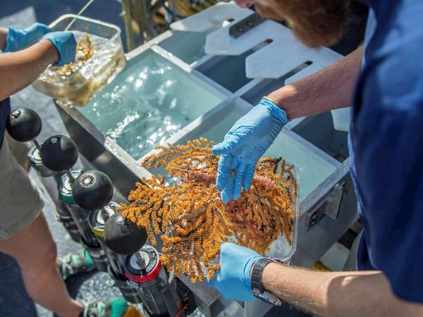 Descubiertas 30 especies inéditas de invertebrados marinos