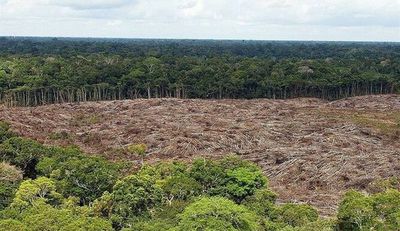 Piden a Friedmann que retire modificaciones a «Ley Forestal»: "Es como una invitación a pasar una topadora por bosques" » Ñanduti
