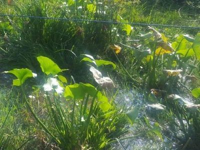 Hallan cadáver de un hombre en una laguna de Itauguá