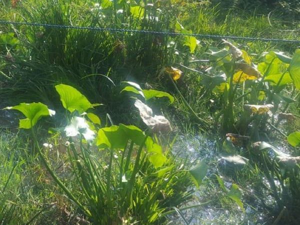 Hallan cadáver de un hombre en una laguna de Itauguá