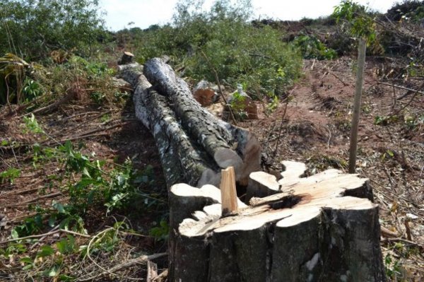 Propuesta del ministro de Agricultura “blanquearía 1.200.000 hectáreas de deforestación ilegal”, según director de IDEA » Ñanduti