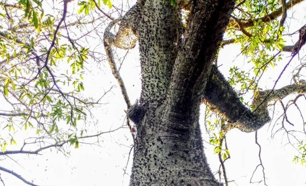HOY / El “Samu'u Doncella” de Coronel Oviedo es “El Árbol de la Gente 2020”