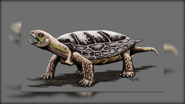 Encuentran restos de una tortuga de hace 205 millones de años