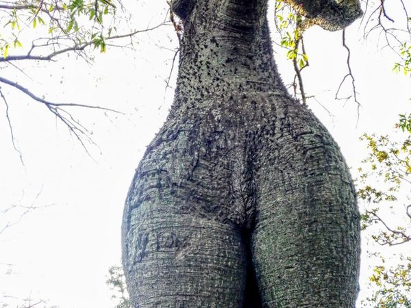 Árbol con molde de mujer, el más votado y también comentado