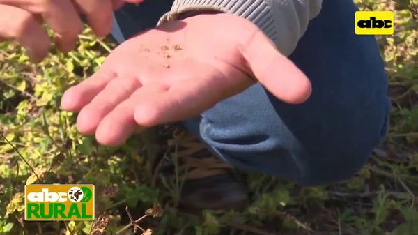 Banco de semillas de malezas y el daño que causa - ABC Rural - ABC Color