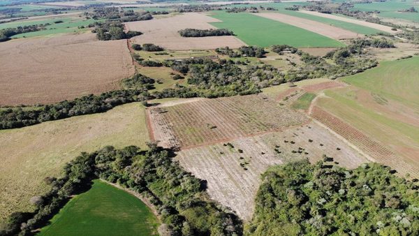 Nueva amenaza pone en riesgo a los bosques del Paraguay