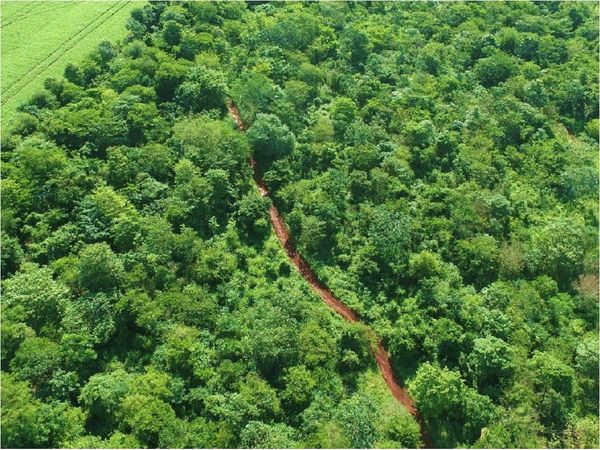 MAG retira polémico proyecto sobre reserva de bosques