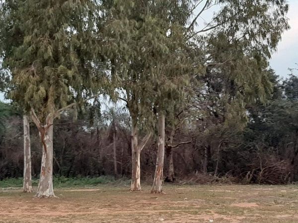 Ita Ybate: Patrimonio Cultural en riesgo por desmonte y urbanización