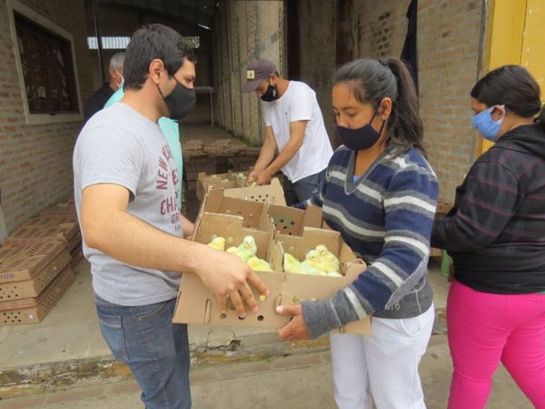 En Villa Florida combaten la crisis entregando pollitos