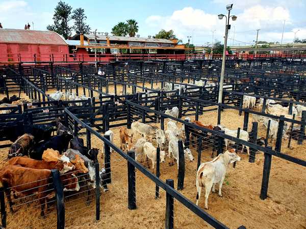 “Mucha demanda” y “ventas ágiles” en feria de invernada de Ferusa y Regional Cordillera