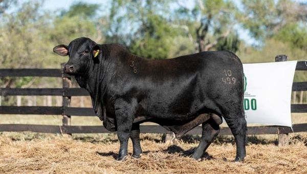 La mejor genética de Brangus y Braford estará en la Feria Especial de Reproductores de Altohondo