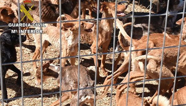 Rescatan a 41 perros desnutridos de una finca en España - Mascotas - ABC Color