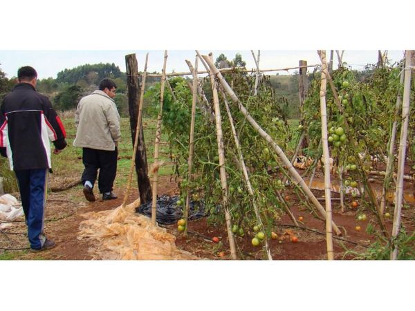 MAG: Bajas temperaturas podrían afectar los cultivos