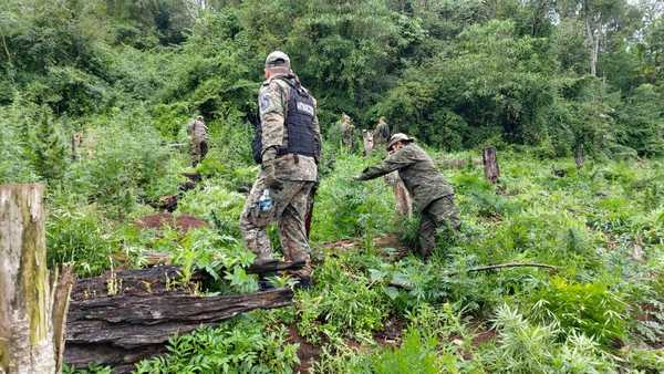 Antinarcóticos destruyen 10 hectáreas de marihuana en propiedad de Favero
