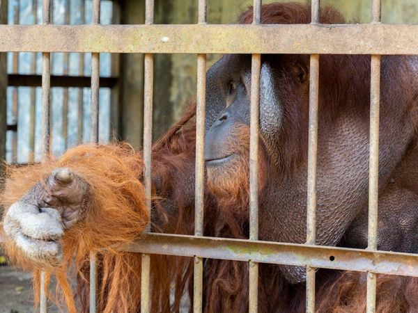 Rescatan a dos orangutanes tras pasar años en jaulas precarias