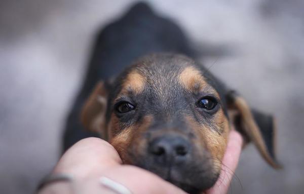Corea del Norte prohíbe tener perros y ordenó la confiscación de todas las mascotas