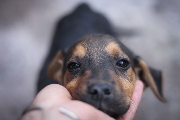 Corea del Norte prohíbe tener perros y ordenó la confiscación de todas las mascotas