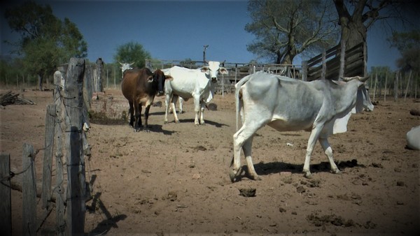 Diez consejos prácticos para mitigar impacto de la sequía para los pequeños productores