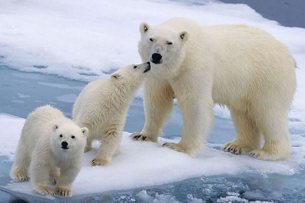 Trump planea autorizar la extracción de petróleo en el Refugio de Vida Silvestre del Ártico de Alaska