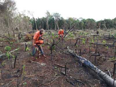 Itaipú prosigue labores de reforestación en reserva que había sido invadida - El Trueno