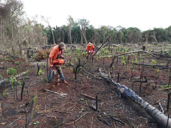 Itaipú prosigue labores de reforestación en reserva que había sido invadida - El Trueno