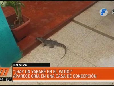Encontró un yakaré paseándose en su patio