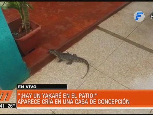 Encontró un yakaré paseándose en su patio