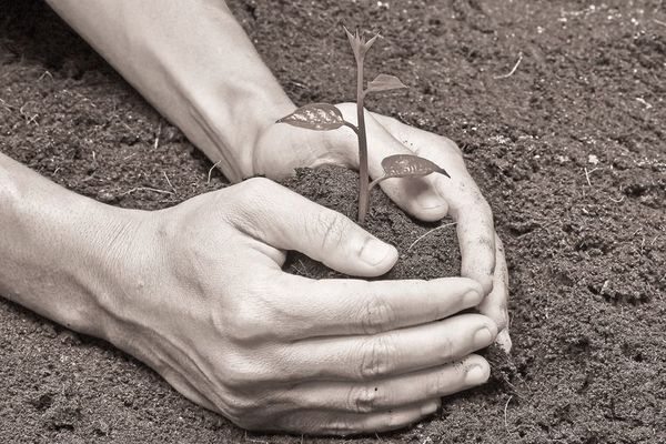 Brasil anuncia plan de digitalización agrícola con apoyo de nobel de economía - Tecnología - ABC Color