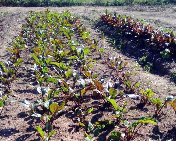 Anuncian asistencia a agricultores para proteger cultivos de heladas