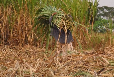 Brasil prevé cosecha de caña de azúcar con 642,1 millones de toneladas » Ñanduti