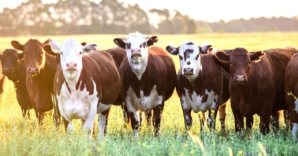 Formarán innovador banco de material genético para desarrollar ganado más productivo