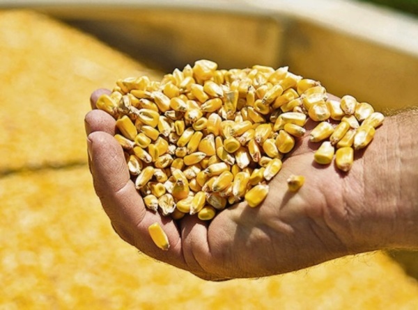 Argentina: volumen récord anotado para exportar maíz de la próxima cosecha